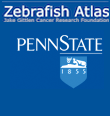zebrafish atlas project